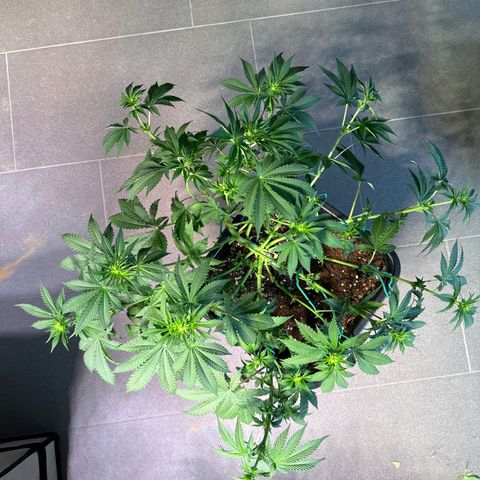 Francesca growlog timeline photo