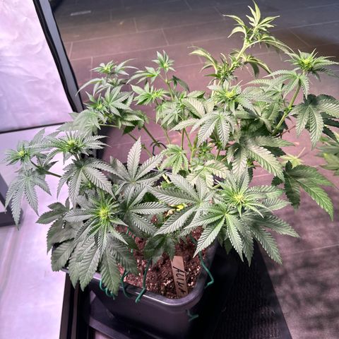 Alina  growlog timeline photo