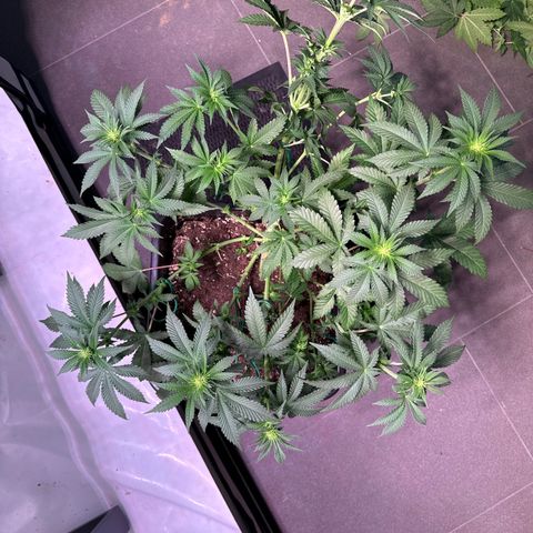 Alina  growlog timeline photo