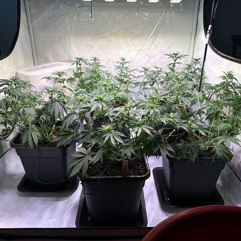 Gina  growlog timeline photo