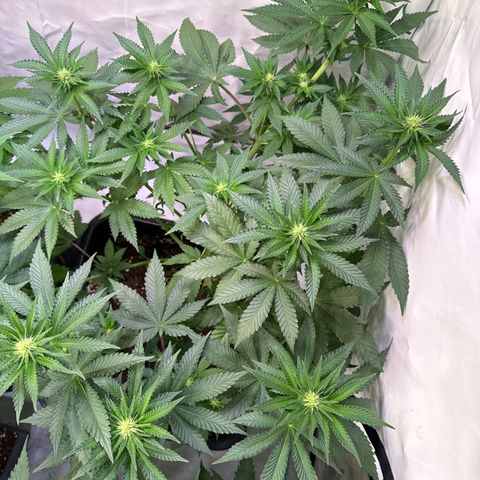 Alina  growlog timeline photo