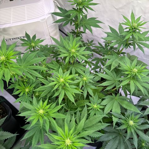 Giulietta growlog timeline photo