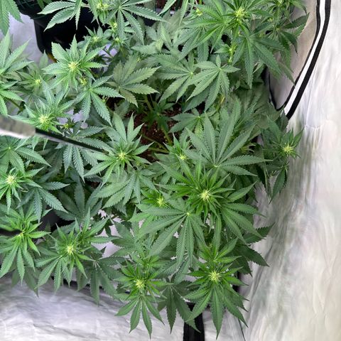 Francesca growlog timeline photo