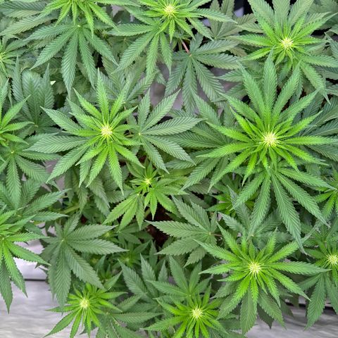 Eva growlog timeline photo