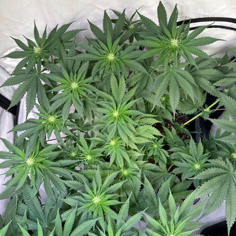 Gina  growlog timeline photo