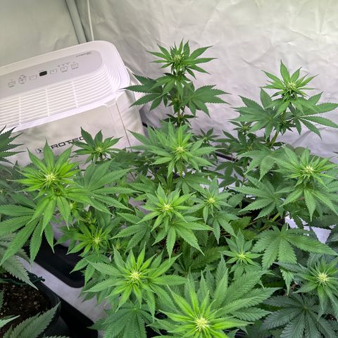 Giulietta growlog timeline photo