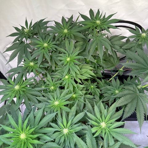 Gina  growlog timeline photo