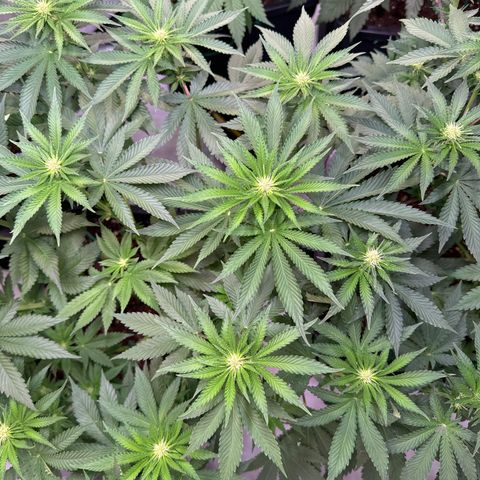 Eva growlog timeline photo