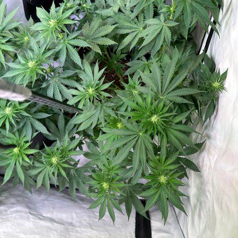 Francesca growlog timeline photo