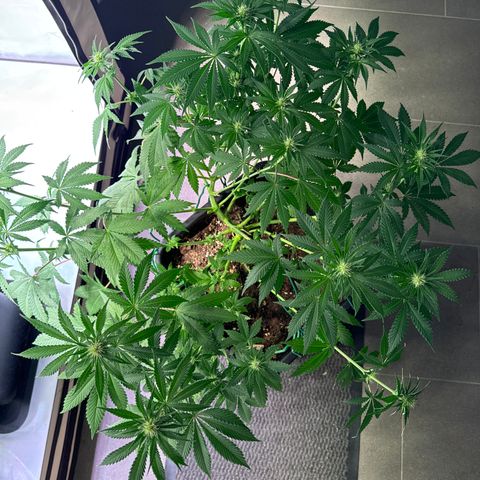 Francesca growlog timeline photo