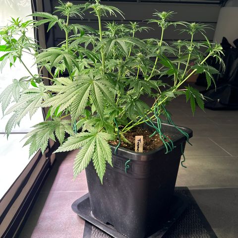 Francesca growlog timeline photo