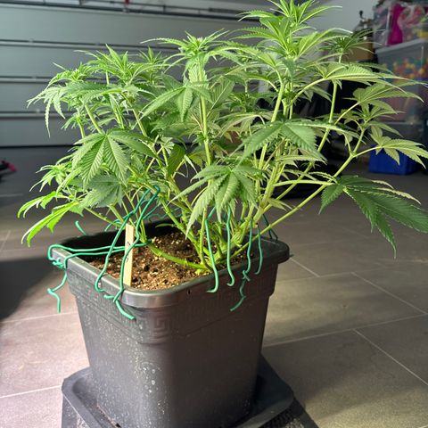 Eva growlog timeline photo