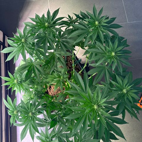 Eva growlog timeline photo