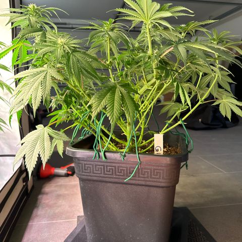 Gina  growlog timeline photo
