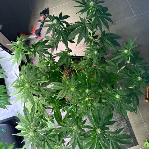 Gina  growlog timeline photo