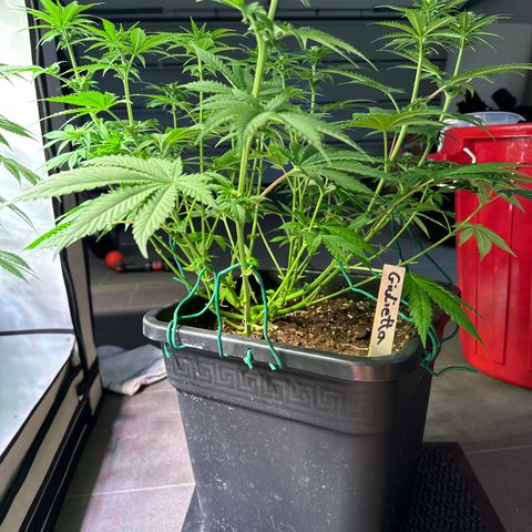 Giulietta growlog timeline photo