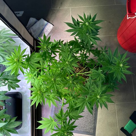 Giulietta growlog timeline photo