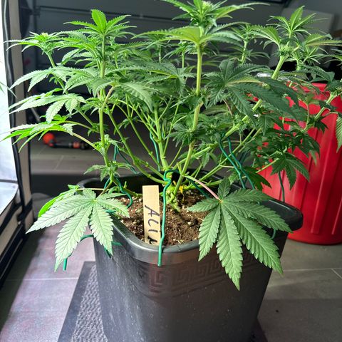 Alina  growlog timeline photo