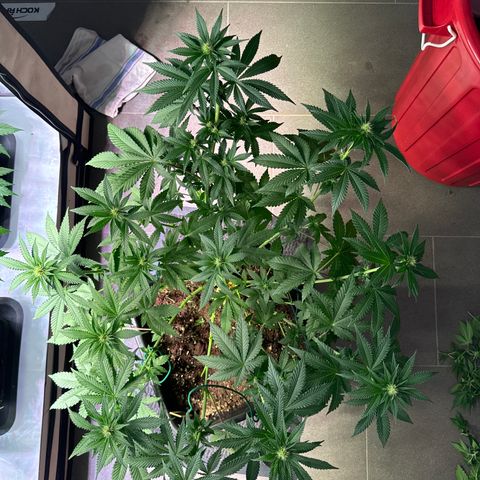Alina  growlog timeline photo