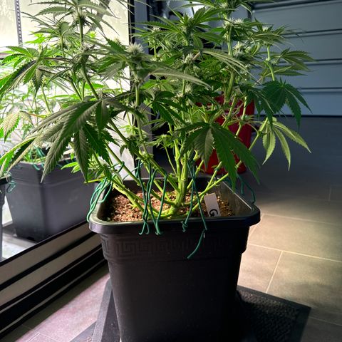 Gina  growlog timeline photo