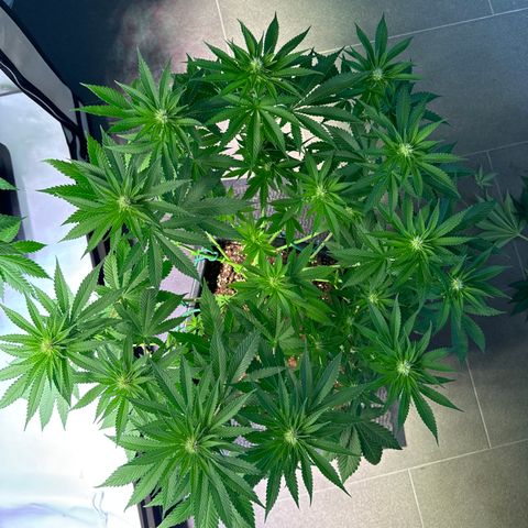 Eva growlog timeline photo