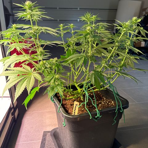 Francesca growlog timeline photo