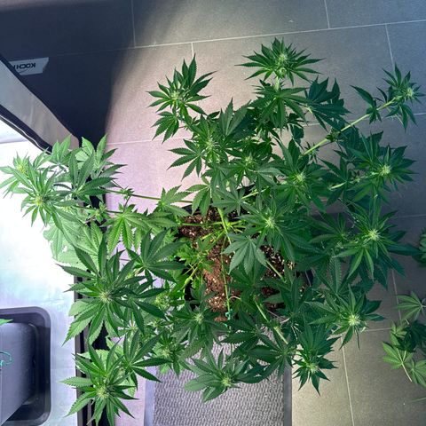 Francesca growlog timeline photo