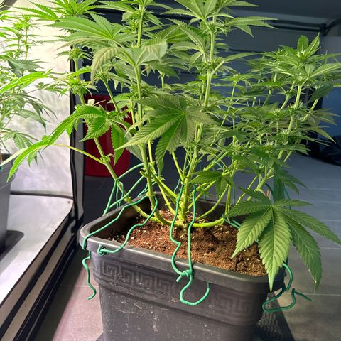 Eva growlog timeline photo