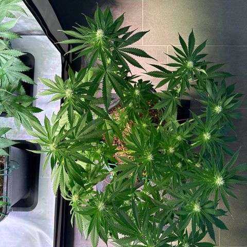 Gina  growlog timeline photo