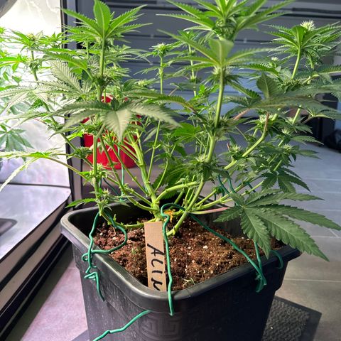 Alina  growlog photo: Topf erhöht um 2cm