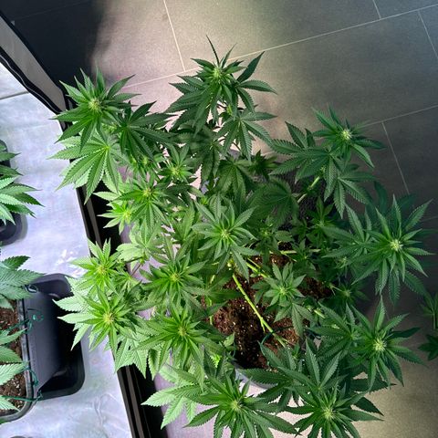 Alina  growlog photo: Topf erhöht um 2cm