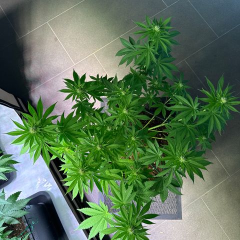 Giulietta growlog timeline photo