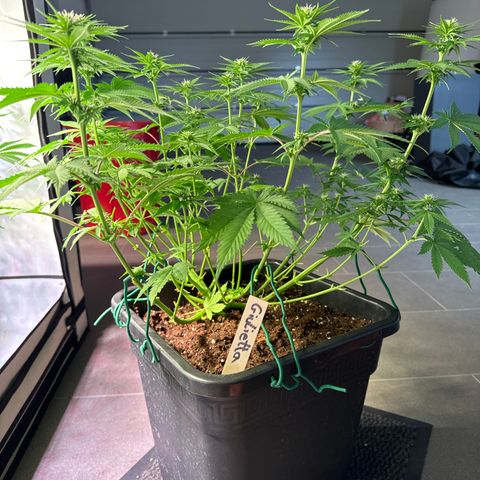 Giulietta growlog timeline photo
