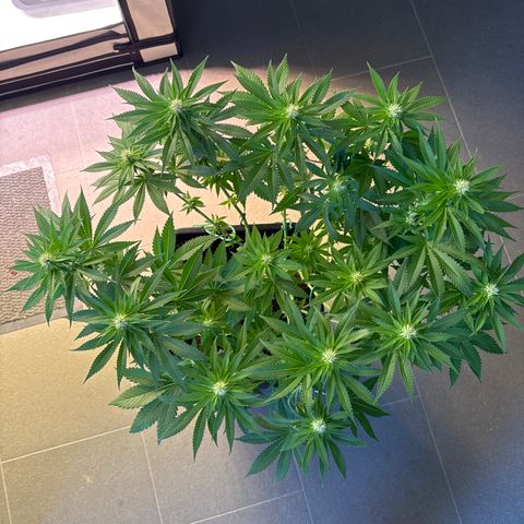 Eva growlog timeline photo