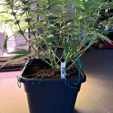 Eva growlog timeline photo