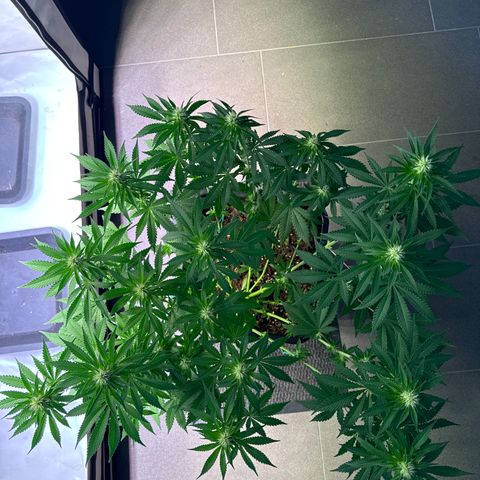 Francesca growlog timeline photo