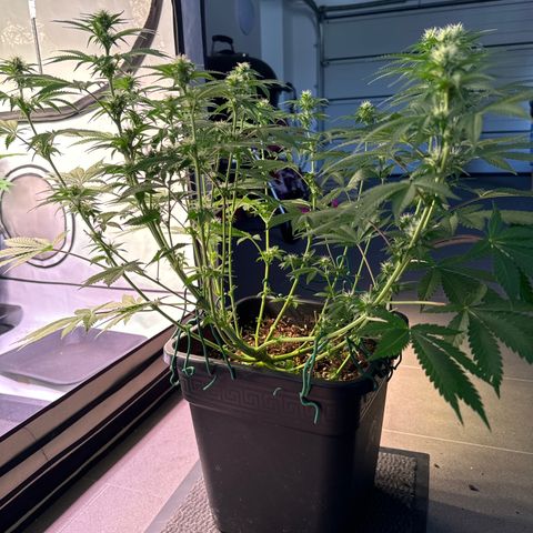 Francesca growlog timeline photo