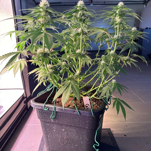 Gina  growlog timeline photo