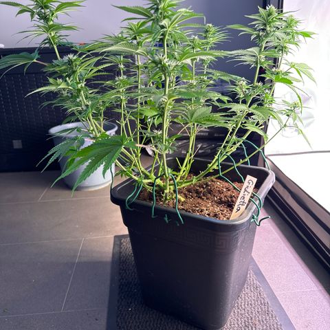 Giulietta growlog timeline photo