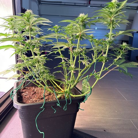 Alina  growlog timeline photo