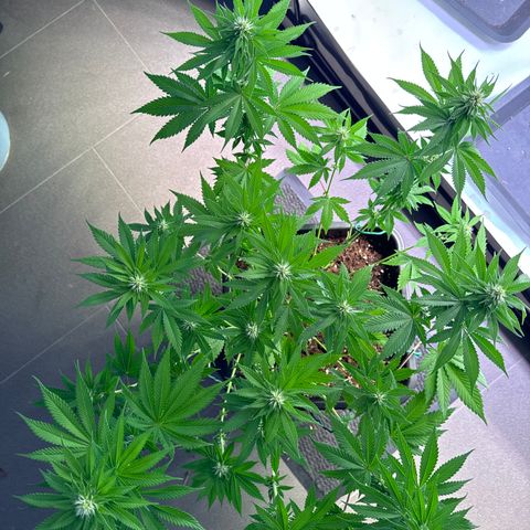 Giulietta growlog timeline photo