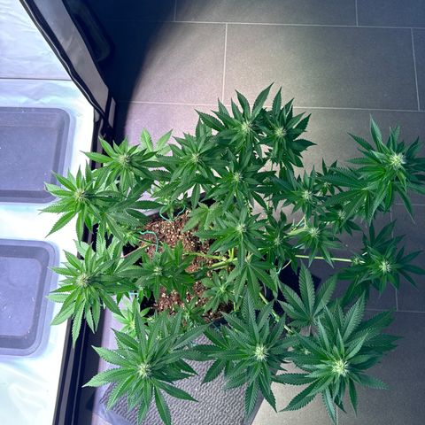 Alina  growlog timeline photo