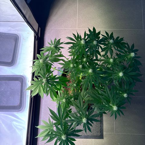 Gina  growlog timeline photo