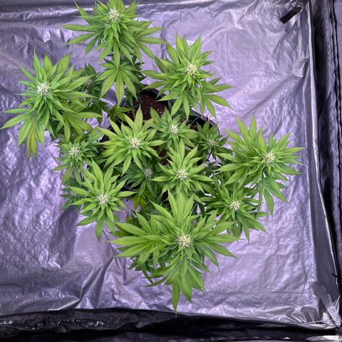 Giulietta growlog photo: 50cm
