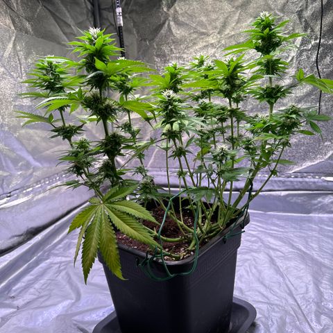 Giulietta growlog photo: 50cm
