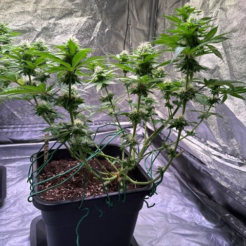 Alina  growlog timeline photo