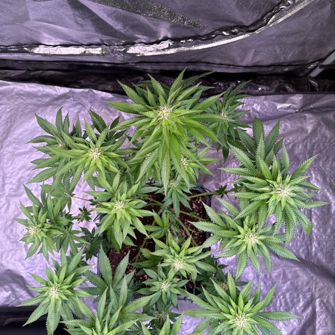 Alina  growlog timeline photo