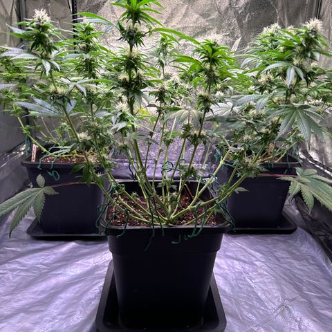 Francesca growlog photo: 48cm