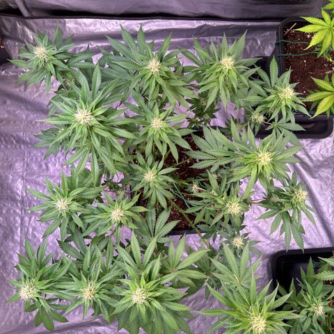 Francesca growlog photo: 48cm