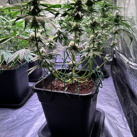 Gina  growlog photo: 43cm